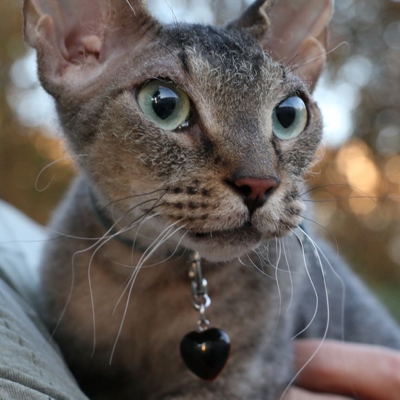 HP 🎉2/20$ Crystal Pet Charm 💎 Tigers Eye Pet Charm Pet Collar Charm - Picture 1 of 7